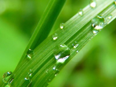 Nahaufnahme eines Grashalms mit Wassertropfen darauf