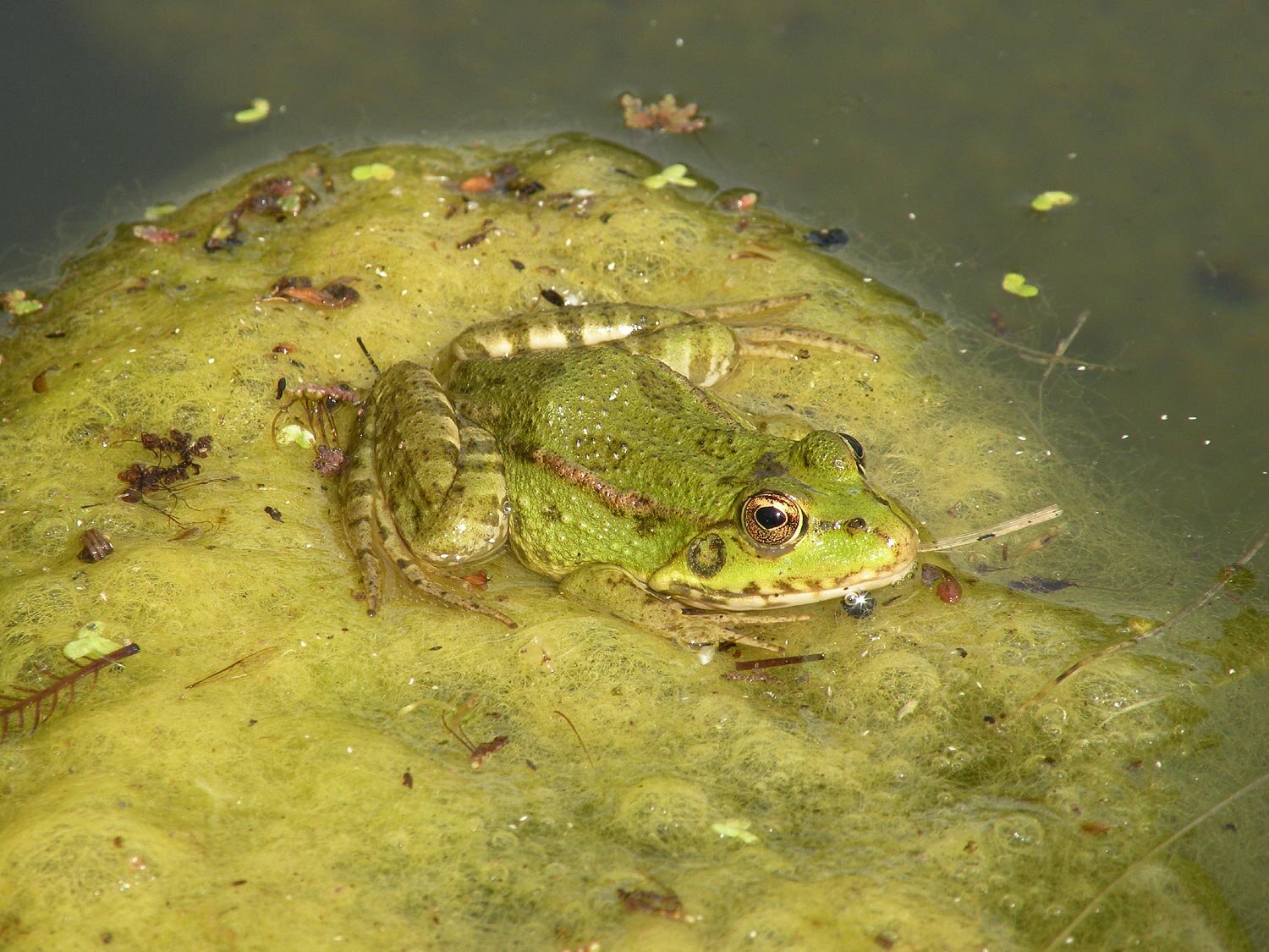 Frosch auf einer Algeninsel in einem Gartenteich