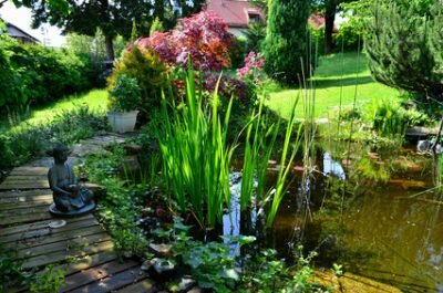 Gartenteich mit üppiger Vegetation und einem Steg. Gelbe Schwertlilien und Schilf sind am Rand zu erkenenn.