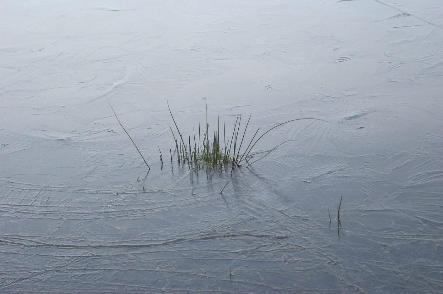 Gartenteich winterfest machen