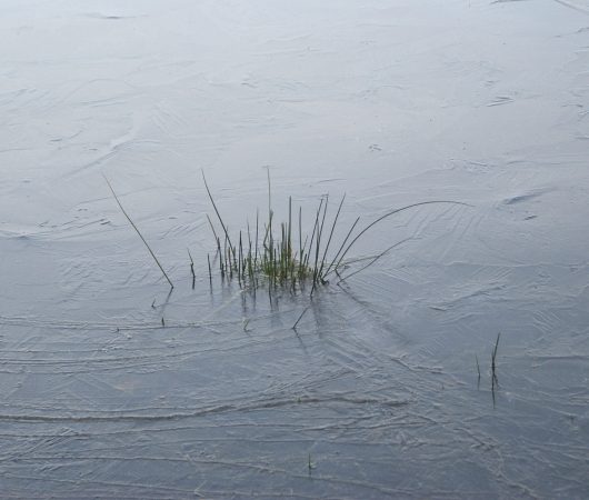 Gartenteich winterfest machen