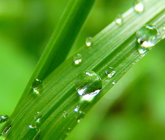 8 Tipps für eine effiziente Gartenbewässerung