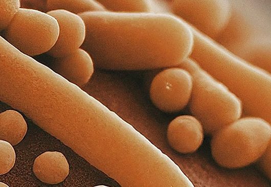 Biofilme in Schlauch- und Rohrleitungen